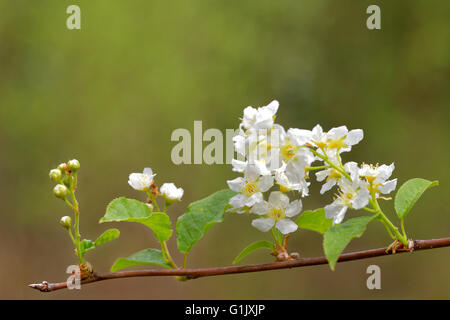 Blumen der Vogel-Kirsche (Prunus Padus). Stockfoto