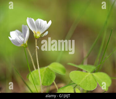 Blüten und Blätter der gemeinsamen Sauerklee (Oxalis Acetosella). Stockfoto