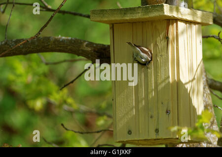 Weiblichen europäischen pied Fliegenschnäpper (Ficedula Hypoleuca) Nestbau in einen Nistkasten. Stockfoto