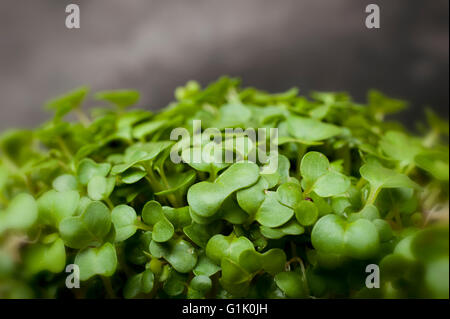 Salat-Kresse Stockfoto