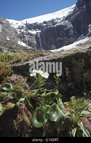 Tolle Mountainbike Hahnenfuß Ranunculus Lyallii Hooker Valley Trail-Neuseeland Stockfoto