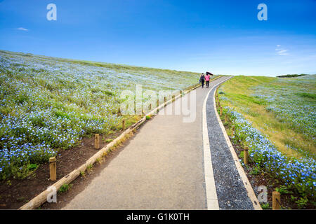 Die Imageing aus Bergen, Baum und Nemophila bei Hitachi Seaside Park im Frühjahr bei blauem Himmel in Ibaraki, Japan Stockfoto