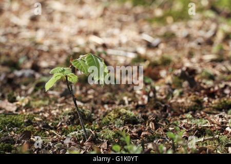 Sämling der Buche Fagus Sylvatica New Forest Nationalpark Hampshire England UK Stockfoto