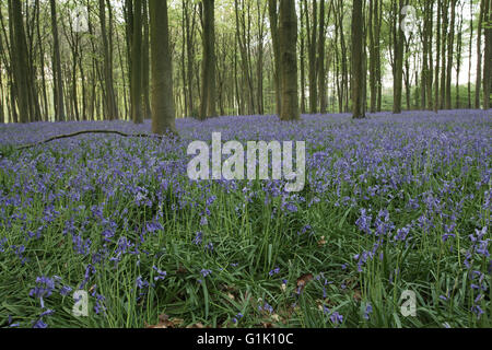 Bluebell Hyacinthoides non-Scripta in Buche Wald Micheldever Holz Hampshire England UK Stockfoto