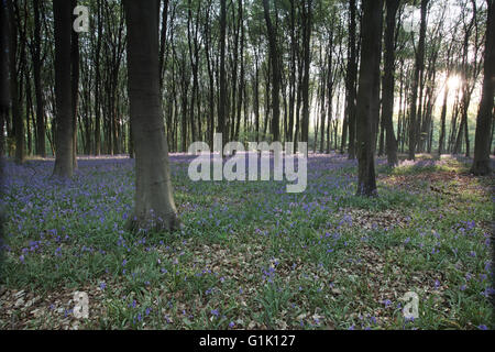 Bluebell Hyacinthoides non-Scripta in Buche Wald Micheldever Holz Hampshire England UK Stockfoto