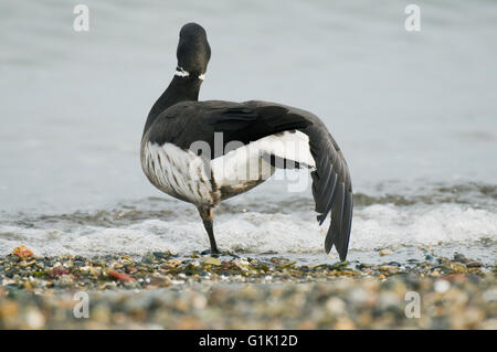 Pacific Black Brant (Branta Bernicla Nigricans) Migration nach Alaska, Alki Beach, Seattle, Puget Sound, Washington März Stockfoto