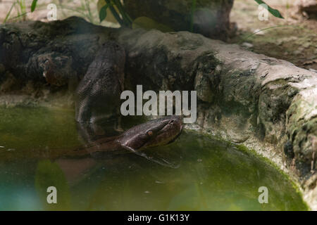 Indischer Rock Python, Python aus, fast, Indien, Asien Stockfoto