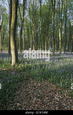 Bluebell Hyacinthoides non-Scripta in Buche Wald Micheldever Holz Hampshire England UK Stockfoto