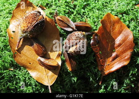 Buche Fagus Sylvatica Nuss Stockfoto