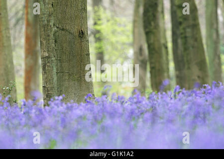 Buche-Fagus Sylvatica Baumstämme unter Glockenblumen Hyacinthoides non-scripta Stockfoto