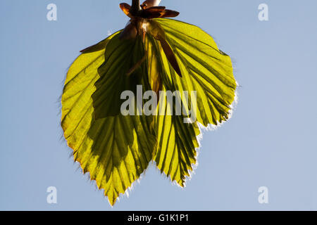 Buche Fagus Sylvatica frische Blätter in der Nähe von Blandford Dorset England UK Stockfoto