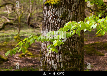 Buche Fagus Sylvatica Zweig der frischen Blätter im Frühjahr gegen englische Eiche Quercus Robur Mark Asche Holz New Forest National Park Stockfoto