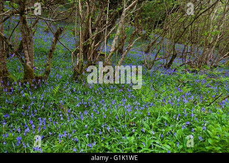 Bluebell Hyacinthoides non-Scripta im Wald in der Nähe von Drimnin Ardnamurchan Highland Region Schottland Stockfoto