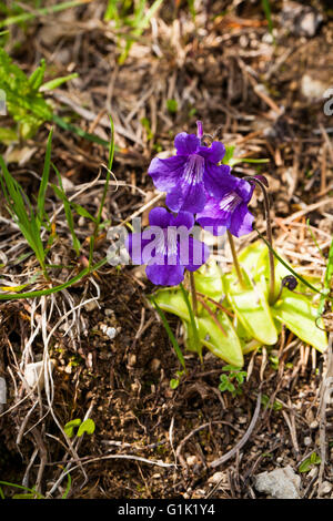 Large-flowered Fettkraut Penguicula Grandiflora Tal de Combeau Vercors regionalen natürlichen Parks Vercors Frankreich Stockfoto