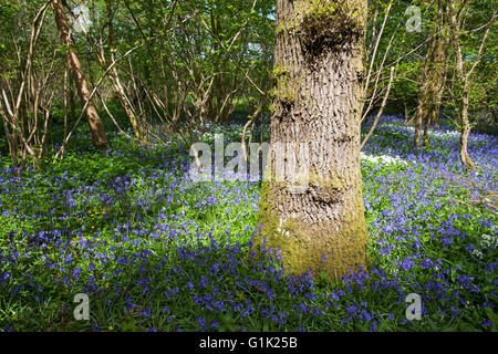 Bluebell Hyacinthoides non-Scripta Garston Holz RSPB Reserve in der Nähe von Shaftesbury Dorset England UK Stockfoto