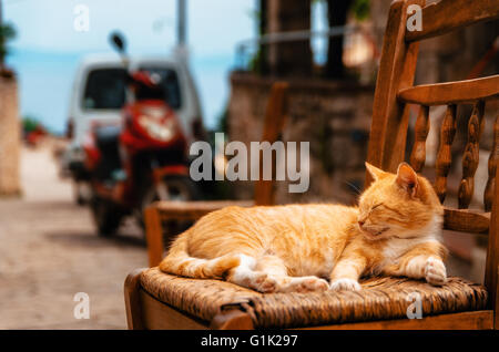 Große rote Ingwer Katze ruht im Freien auf einem Stuhl in der griechischen Ortschaft Afitos, Griechenland Stockfoto