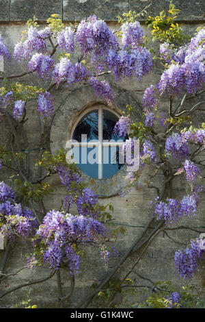 Glyzinien auf Chaucers Haus in Woodstock, Oxfordshire, England Stockfoto