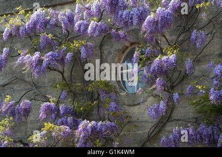 Glyzinien auf Chaucers Haus in Woodstock, Oxfordshire, England Stockfoto