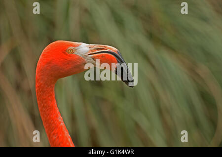 ROSIG oder Karibik FLAMINGO, Phoenicopterus Ruber Ruber, Karibik, Stockfoto