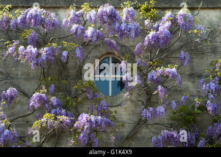 Glyzinien auf Chaucers Haus in Woodstock, Oxfordshire, England Stockfoto