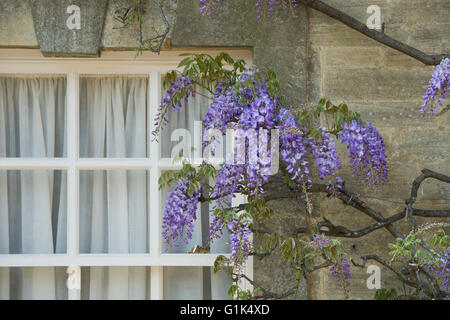 Glyzinien auf Chaucers Haus in Woodstock, Oxfordshire, England Stockfoto