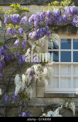 Glyzinien auf Chaucers Haus in Woodstock, Oxfordshire, England Stockfoto