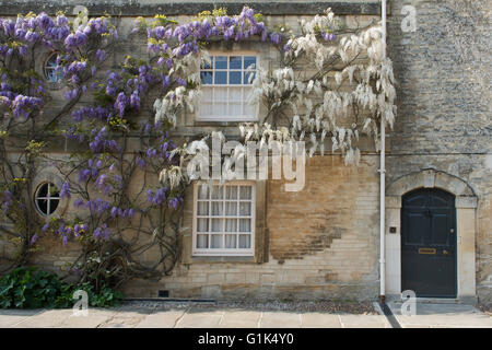 Glyzinien auf Chaucers Haus in Woodstock, Oxfordshire, England Stockfoto