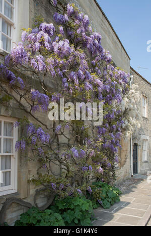 Glyzinien auf Chaucers Haus in Woodstock, Oxfordshire, England Stockfoto