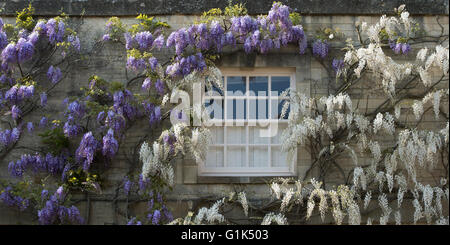 Glyzinien auf Chaucers Haus in Woodstock, Oxfordshire, England. Panorama Stockfoto