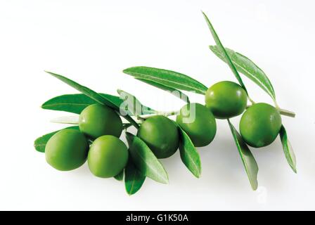 Nahaufnahme von frisch gepflückten grünen Oliven auf einem Zweig mit Blättern - weißen Hintergrund ausschneiden Stockfoto