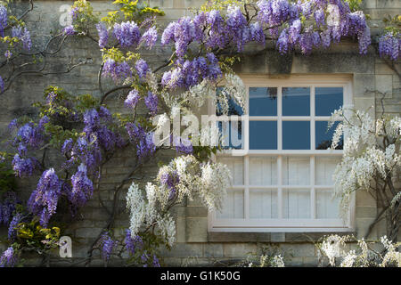 Glyzinien auf Chaucers Haus in Woodstock, Oxfordshire, England Stockfoto