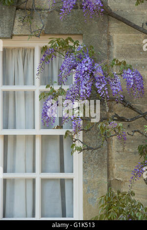 Glyzinien auf Chaucers Haus in Woodstock, Oxfordshire, England Stockfoto