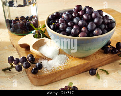 Nahaufnahme von frischen Schlehen Beeren (Prunus Spinosa) in einer Schüssel in der Küche vorbereitet für Sloe Gin Stockfoto