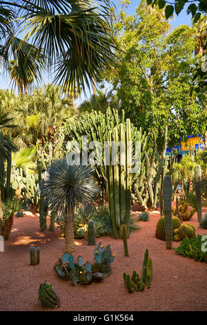 Catus in The Majorelle Garten Botanischer Garten, entworfen vom französischen Künstler Jacques Majorelle in den 1920er und 1930er Jahren, Marrakesch, Mo, USA Stockfoto