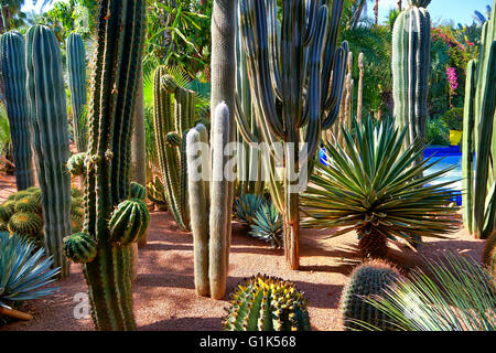 Catus in The Majorelle Garten Botanischer Garten, entworfen vom französischen Künstler Jacques Majorelle in den 1920er und 1930er Jahren, Marrakesch, Mo, USA Stockfoto