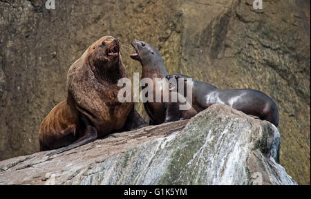 Seelöwen interagieren auf Beute, in Alaska Stockfoto