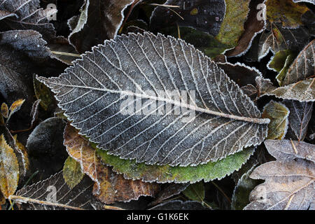 Herbstlaub in Frost bedeckt Stockfoto