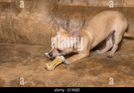 Tan Chihuahua-Welpe (5 Monate alt) spielt mit Knochen auf einem Tan sofa Stockfoto