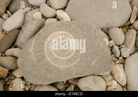 Ammonit Fossil auf einem Felsen an einem Strand in Lyme Regis, Dorset, UK. Stockfoto