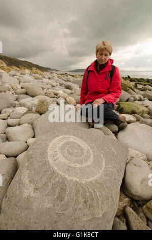 Frau betrachten ein Ammonit Fossil auf einem Felsen an einem Strand in Lyme Regis, Dorset, UK. Stockfoto