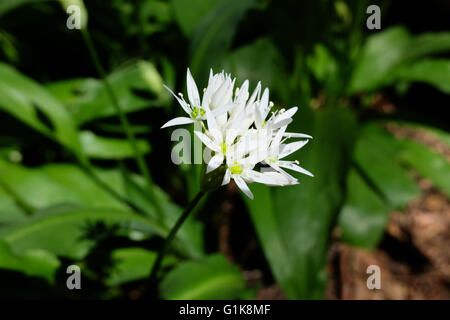 Wilder Knoblauch Blume, Allium Ursinum. Stockfoto