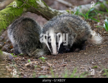 Zwei europäischen Dachs (Meles Meles) jungen auf Nahrungssuche im Wald Stockfoto