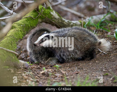 Zwei europäischen Dachs (Meles Meles) jungen auf Nahrungssuche im Wald Stockfoto