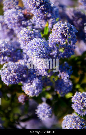Ein Ceanothus Strauch in voller Blüte. Stockfoto