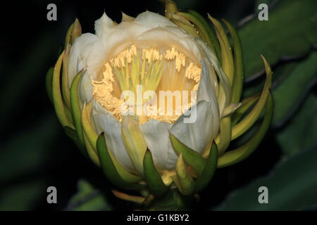 Eröffnung Drachen Frucht Blume Stockfoto