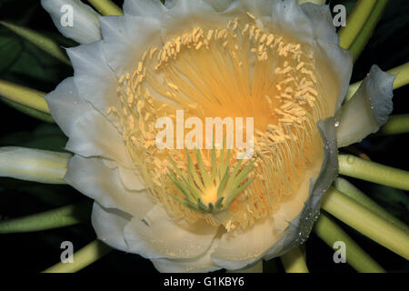 Dragon Fruit Blume Stockfoto