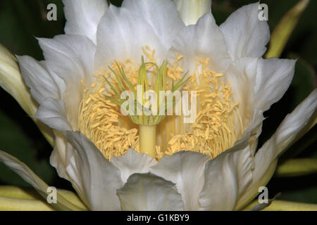 Dragon Fruit Blume Stockfoto