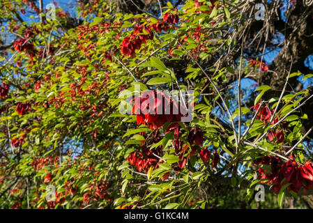 Erythrina Cristina Galli oder Ceibo oder Cockspur Korallenbaum, nationale Blume von Argentinien, Buenos Aires, Argentinien Stockfoto