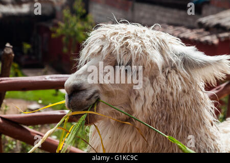 Ein Alpaka kauen auf Rasen Stockfoto