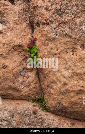 Einheimische Blumen und Unkraut wächst in der endlichen Riss zwischen Inka gestapelten Steinen in einer Wand Stockfoto